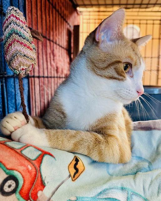 Enlarge Finn, a Adopted mixed breed in Eureka, MO image 3/3