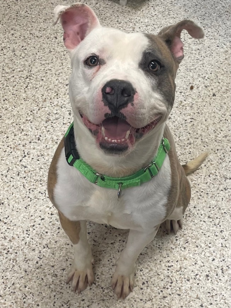 Dog for adoption Simon, a Pit Bull Terrier in Youngstown, OH Petfinder