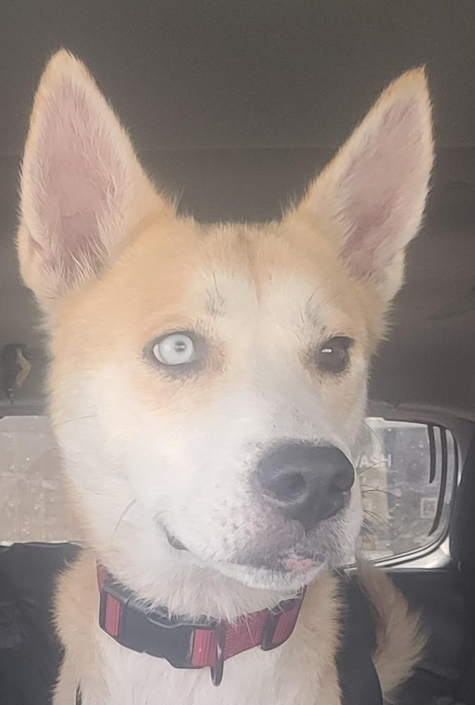 Quinn, a Adoptable mixed breed in Saint Augustine, FL image 2/6