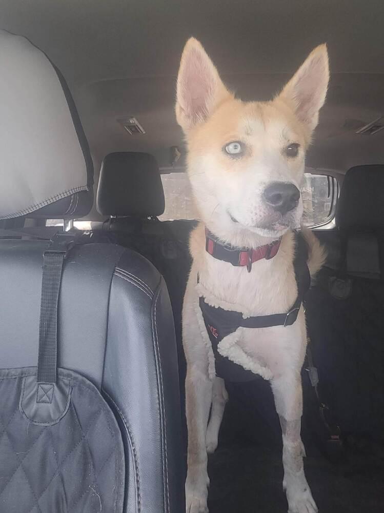 Quinn, a Adoptable mixed breed in Saint Augustine, FL image 3/6