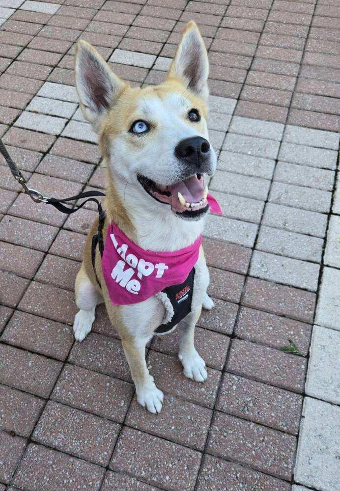 Quinn, a Adoptable mixed breed in Saint Augustine, FL image 4/6