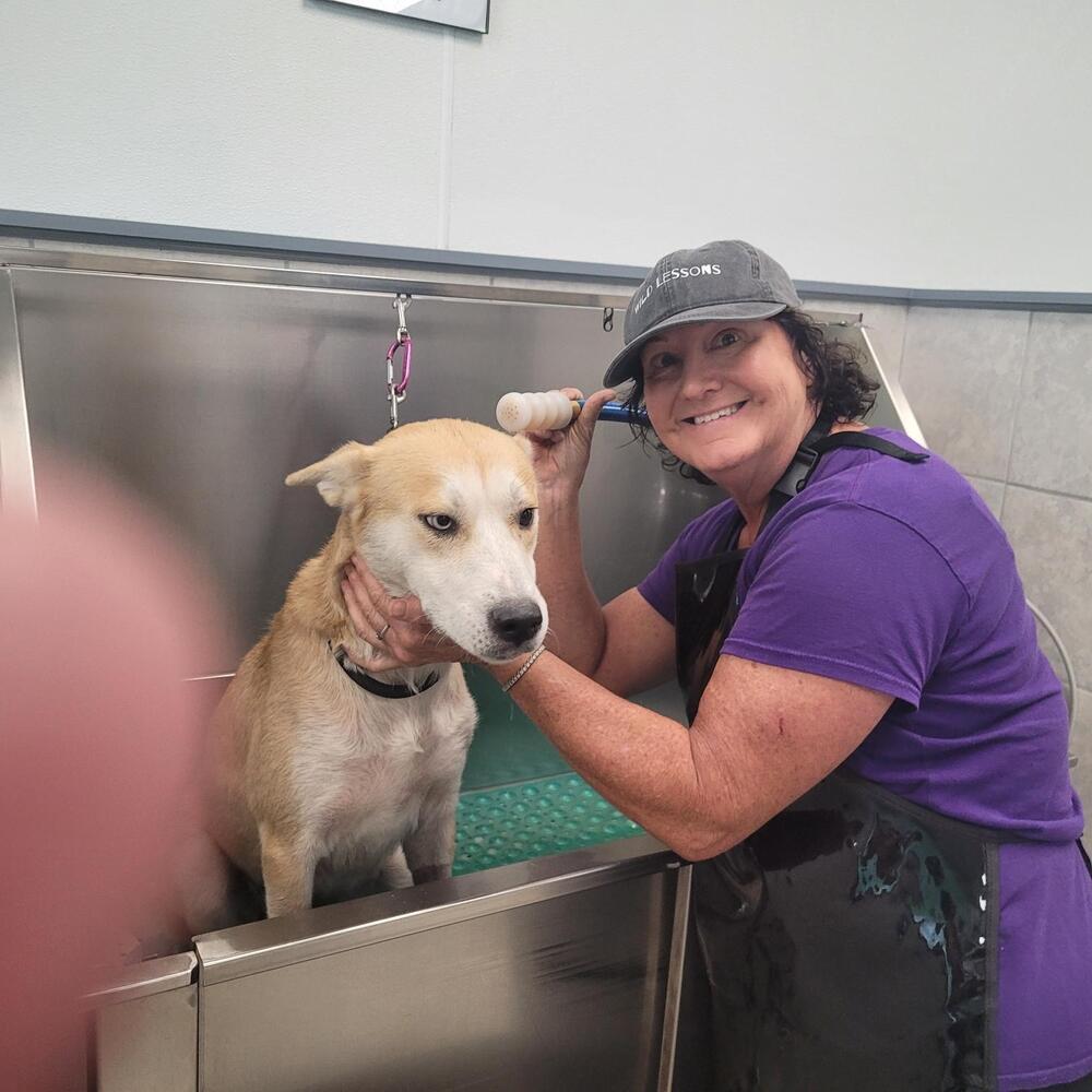 Quinn, a Adoptable mixed breed in Saint Augustine, FL image 6/6