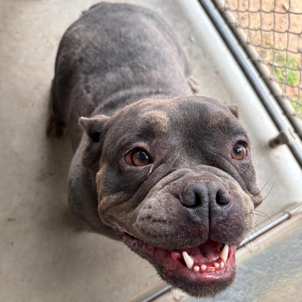 Raven, Adoptable, Young Female American Bulldog.