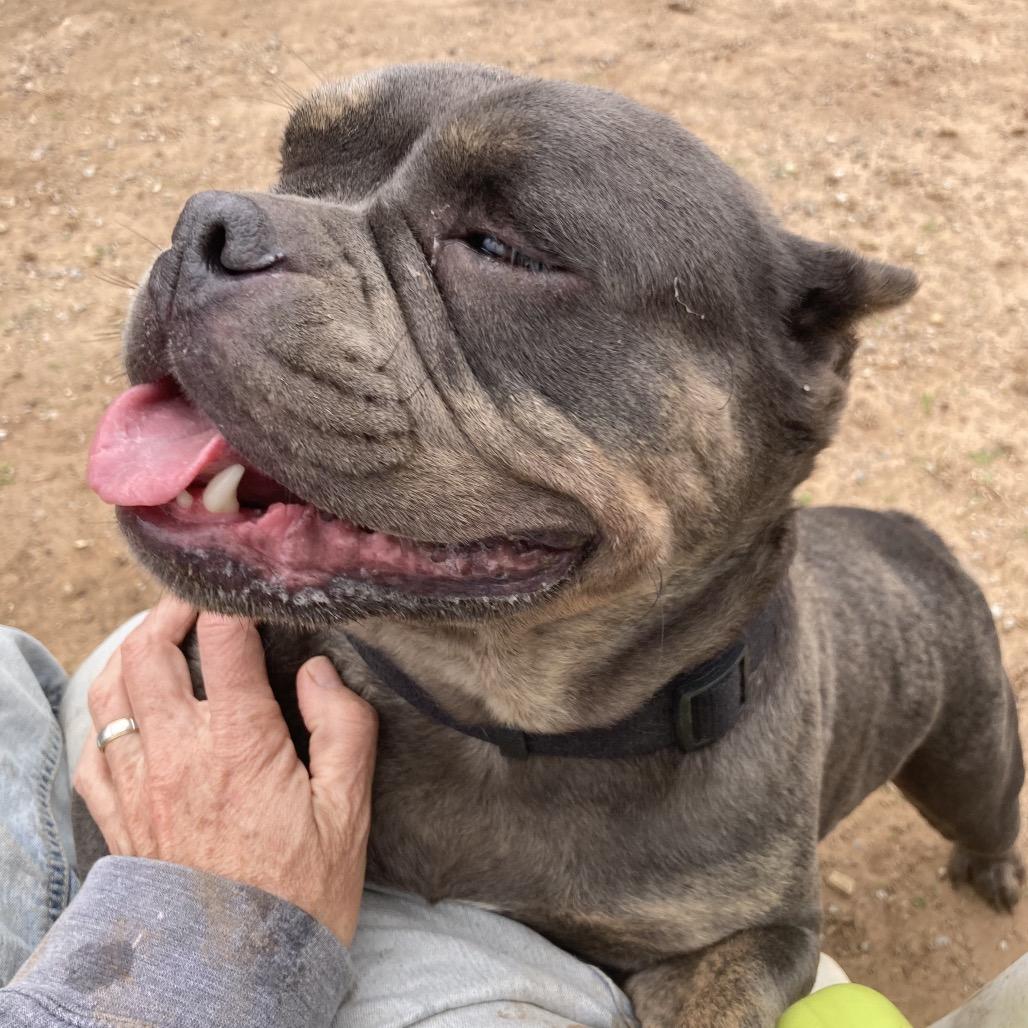 Enlarge Raven, a Adoptable American Bulldog in Sand Springs, OK image 2/6