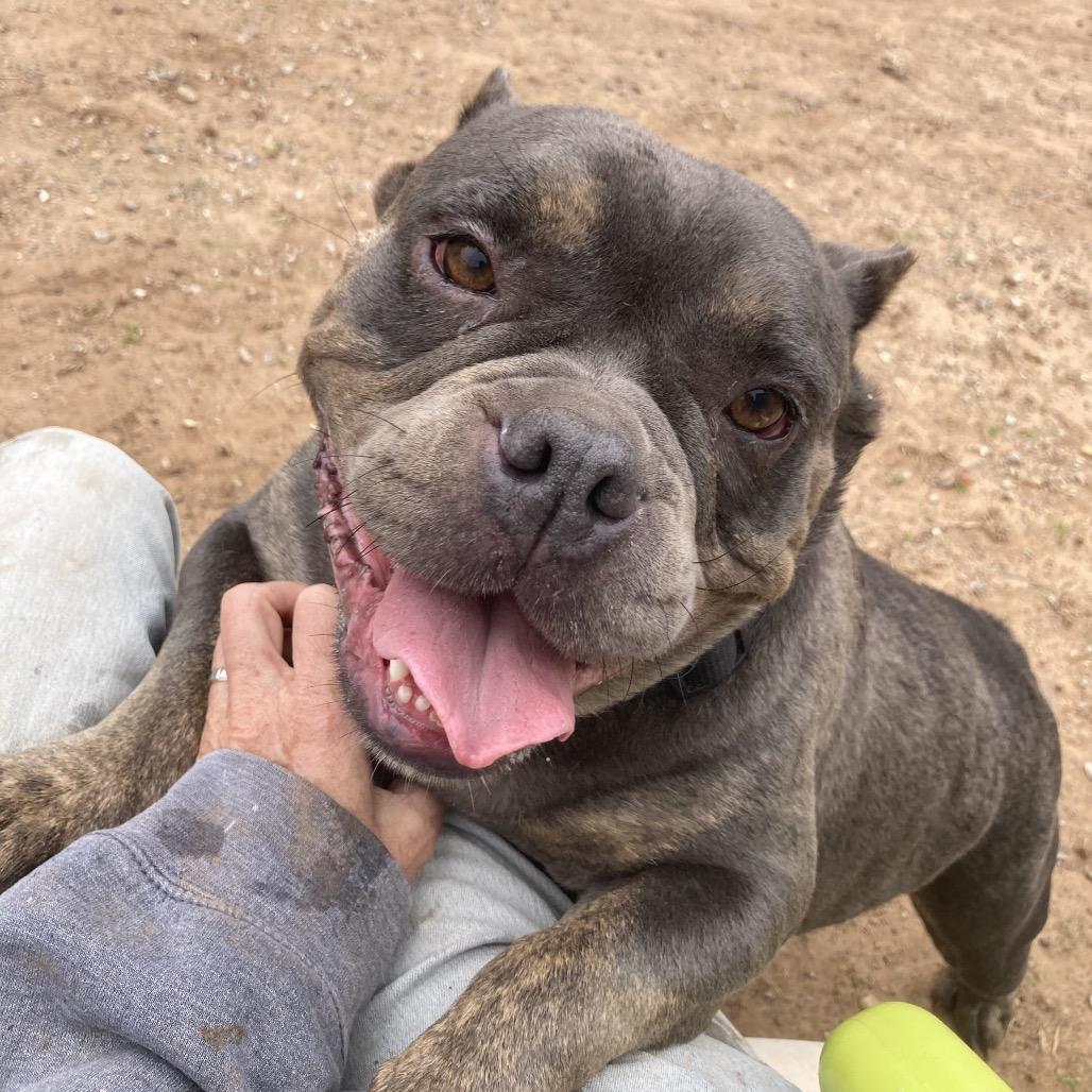Enlarge Raven, a Adoptable American Bulldog in Sand Springs, OK image 3/6