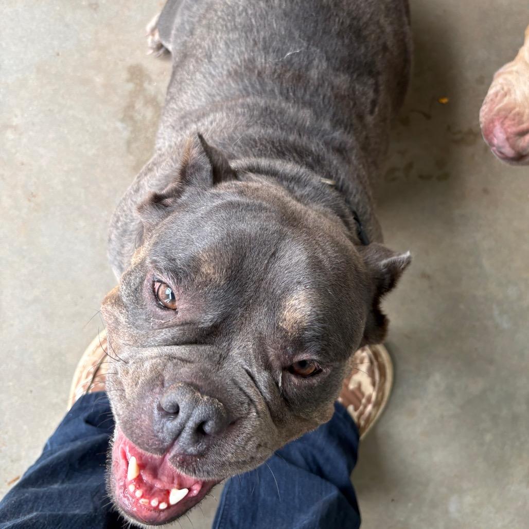 Enlarge Raven, a Adoptable American Bulldog in Sand Springs, OK image 4/6