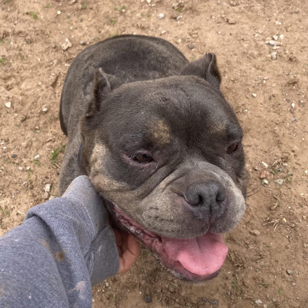 Enlarge Raven, a Adoptable American Bulldog in Sand Springs, OK image 5/6