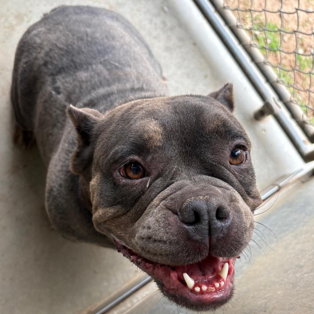 Enlarge Raven, a Adoptable American Bulldog in Sand Springs, OK image 6/6