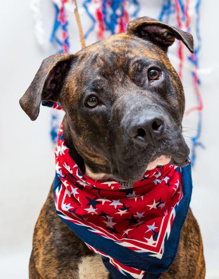 Dozer, Adoptable, Young Male Terrier.