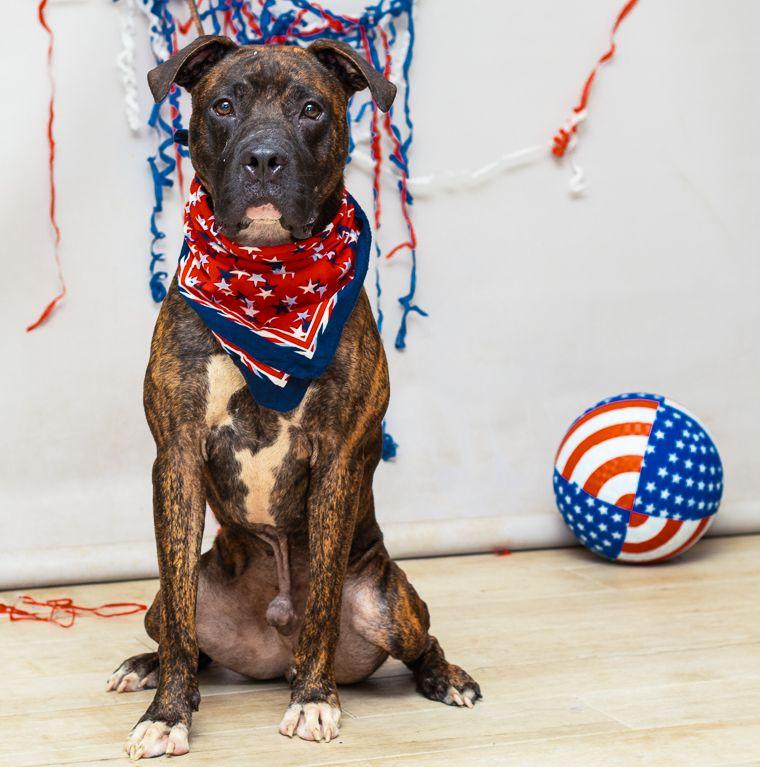 Enlarge Dozer, a Adoptable mixed breed in Sanford, FL image 2/3