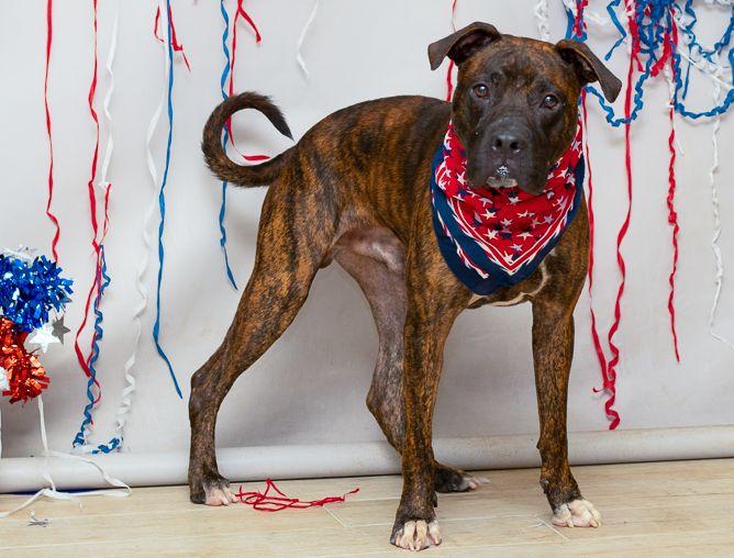 Enlarge Dozer, a Adoptable mixed breed in Sanford, FL image 3/3