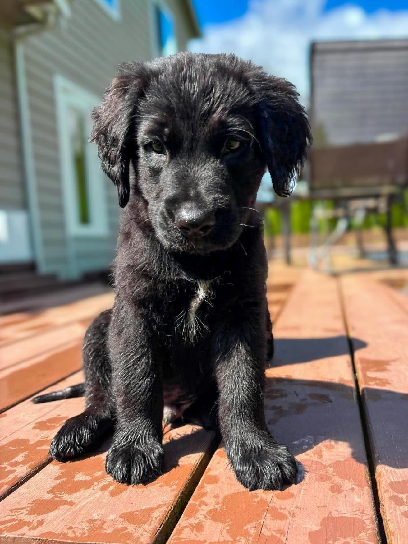 Baby Ruth, Adoptable, Puppy Male Golden Retriever.