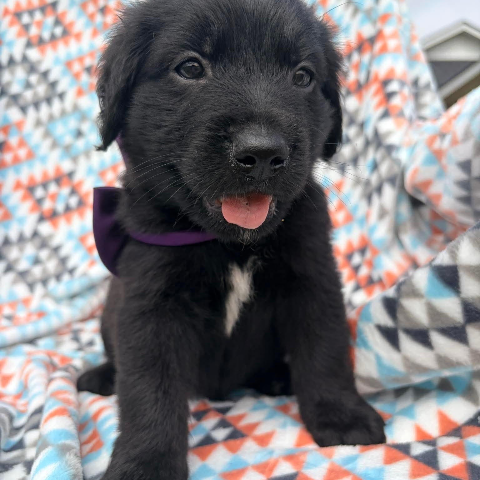 Baby Ruth, a Adoptable mixed breed in Bellingham, WA image 5/6