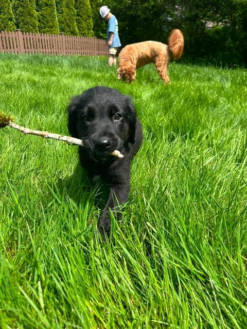 Baby Ruth, a Adoptable mixed breed in Bellingham, WA image 4/6