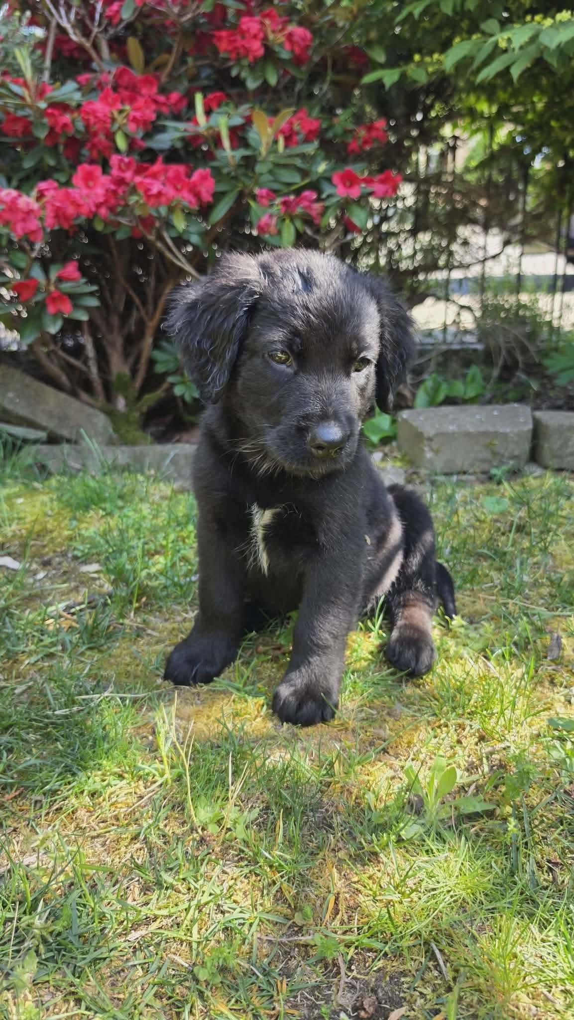 Baby Ruth, a Adoptable mixed breed in Bellingham, WA image 2/6