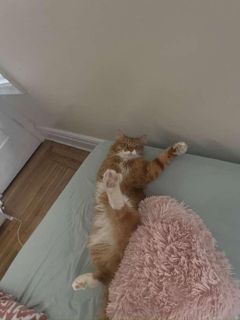 Enlarge Jaden, an adopted Siberian in New York, NY image 3/5