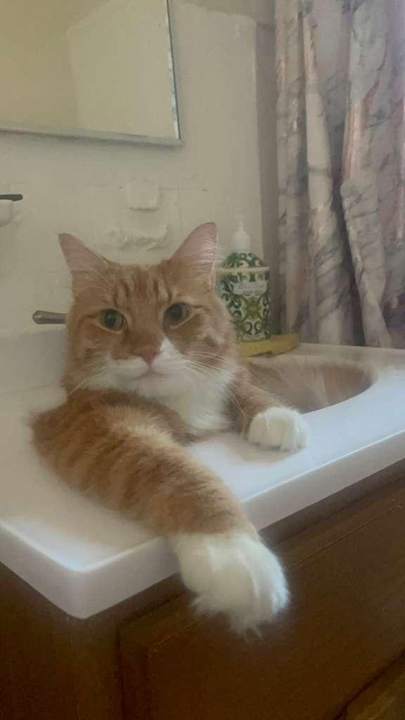 Enlarge Jaden, an adopted Siberian in New York, NY image 2/5