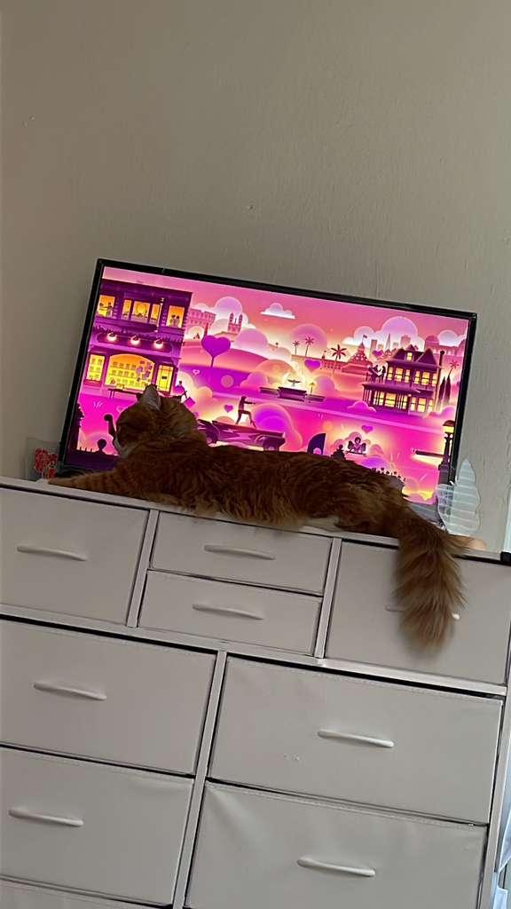 Enlarge Jaden, an adopted Siberian in New York, NY image 4/5