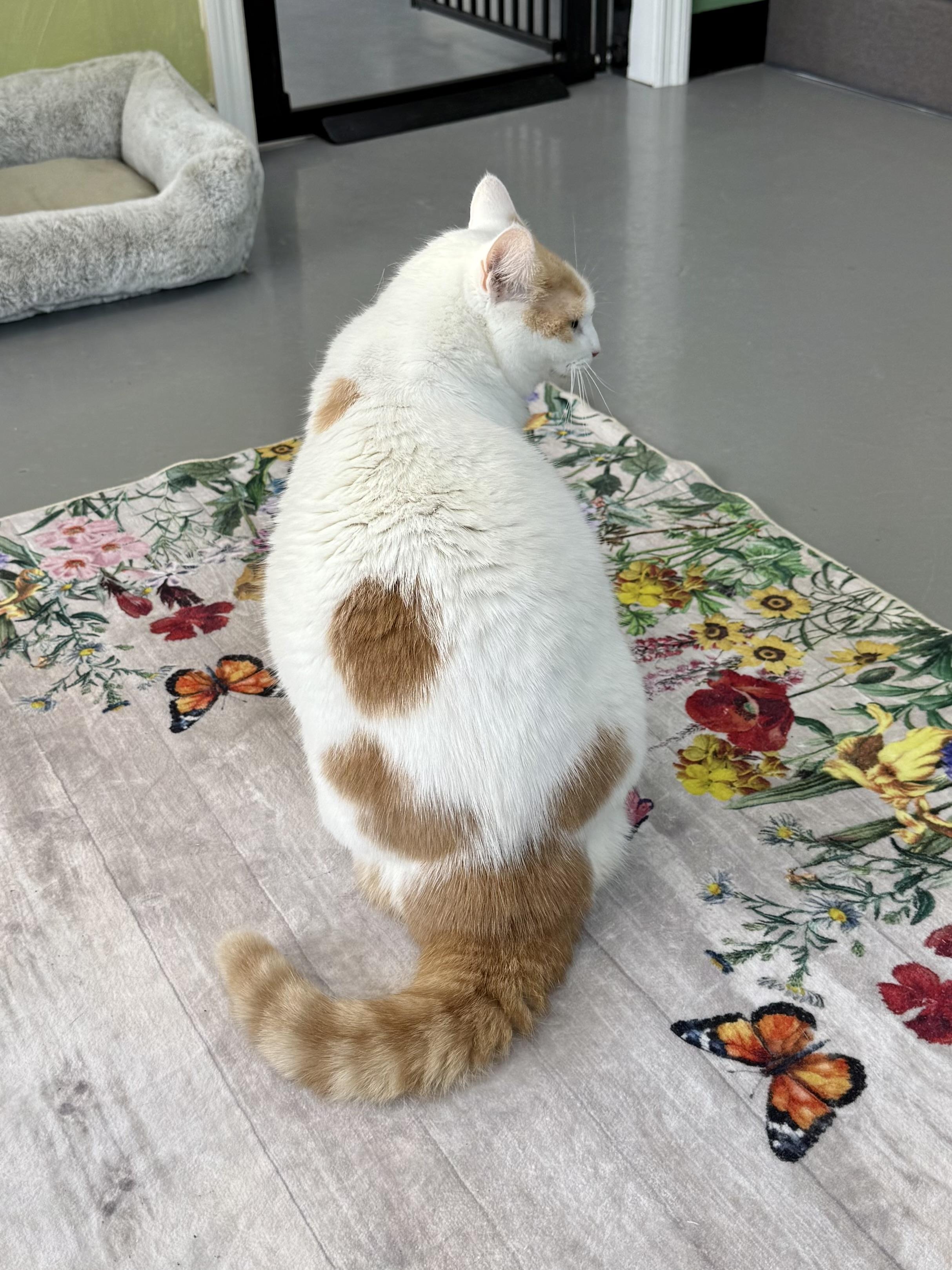 Enlarge Cinnabon, a ADOPTABLE mixed breed in Tavares, FL image 6/6