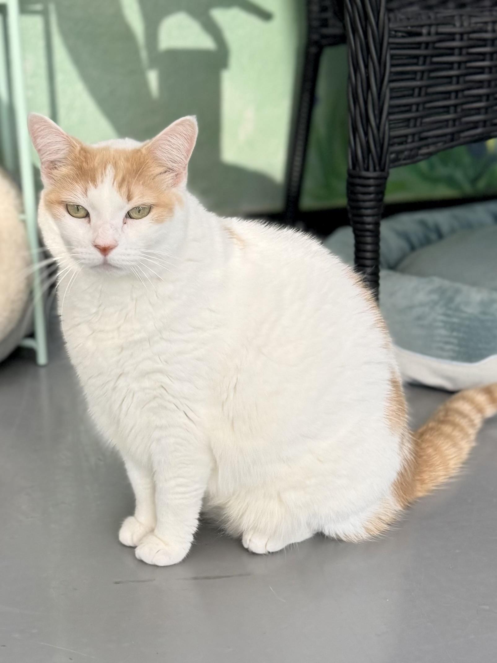 Cinnabon, ADOPTABLE, Adult Female Turkish Van & Domestic Short Hair.