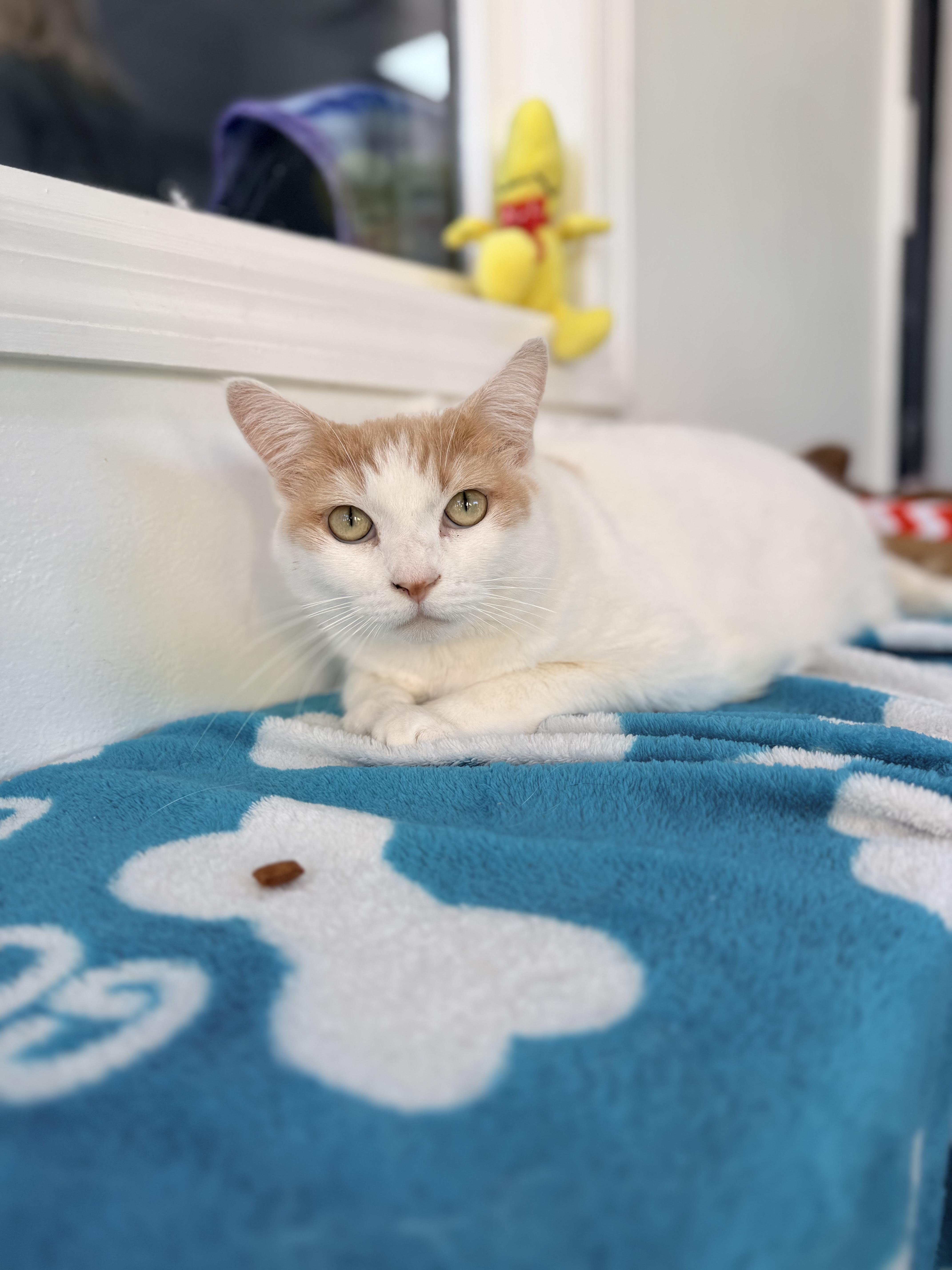 Enlarge Cinnabon, a ADOPTABLE mixed breed in Tavares, FL image 2/4