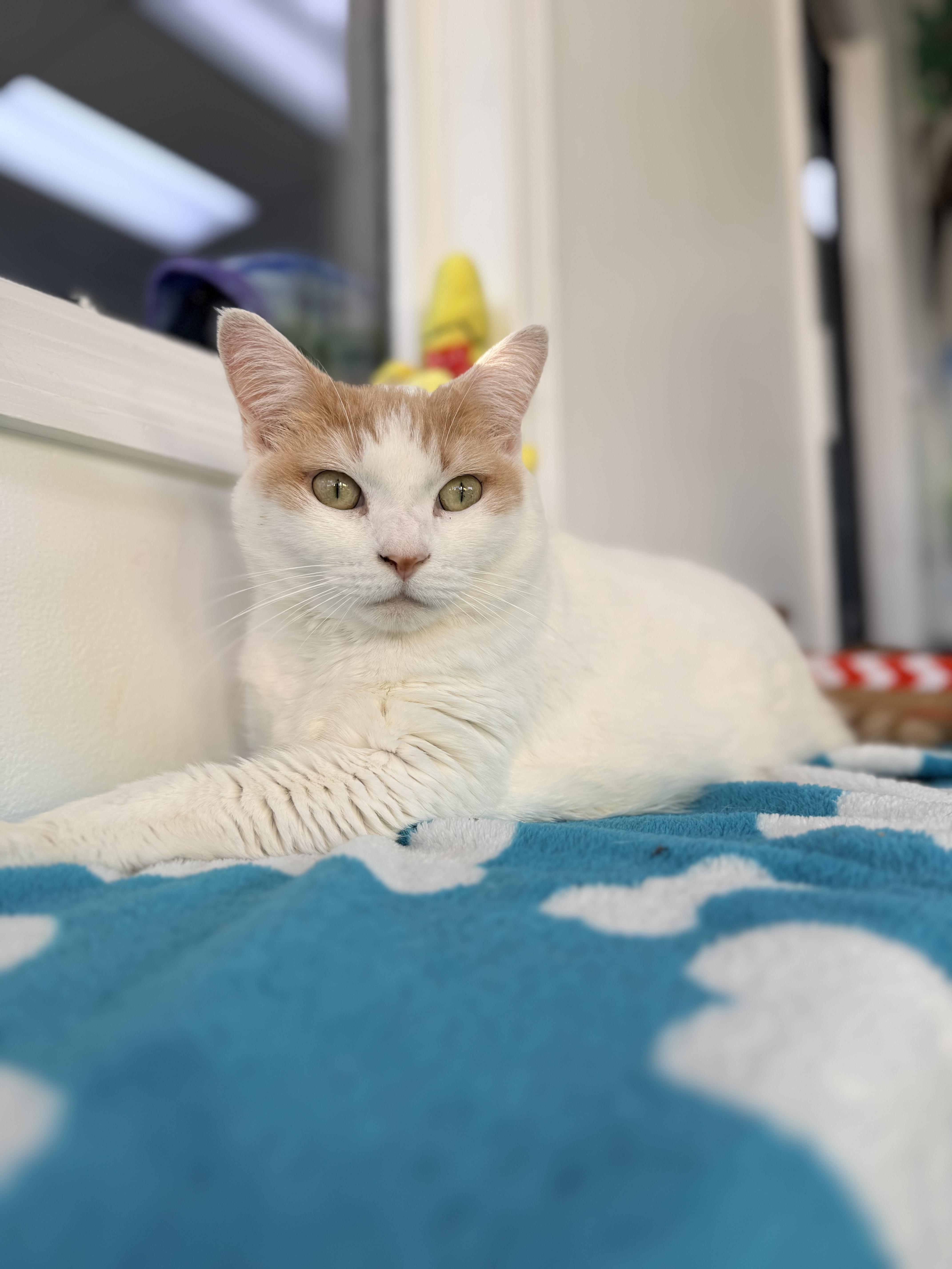 Enlarge Cinnabon, a ADOPTABLE mixed breed in Tavares, FL image 1/4