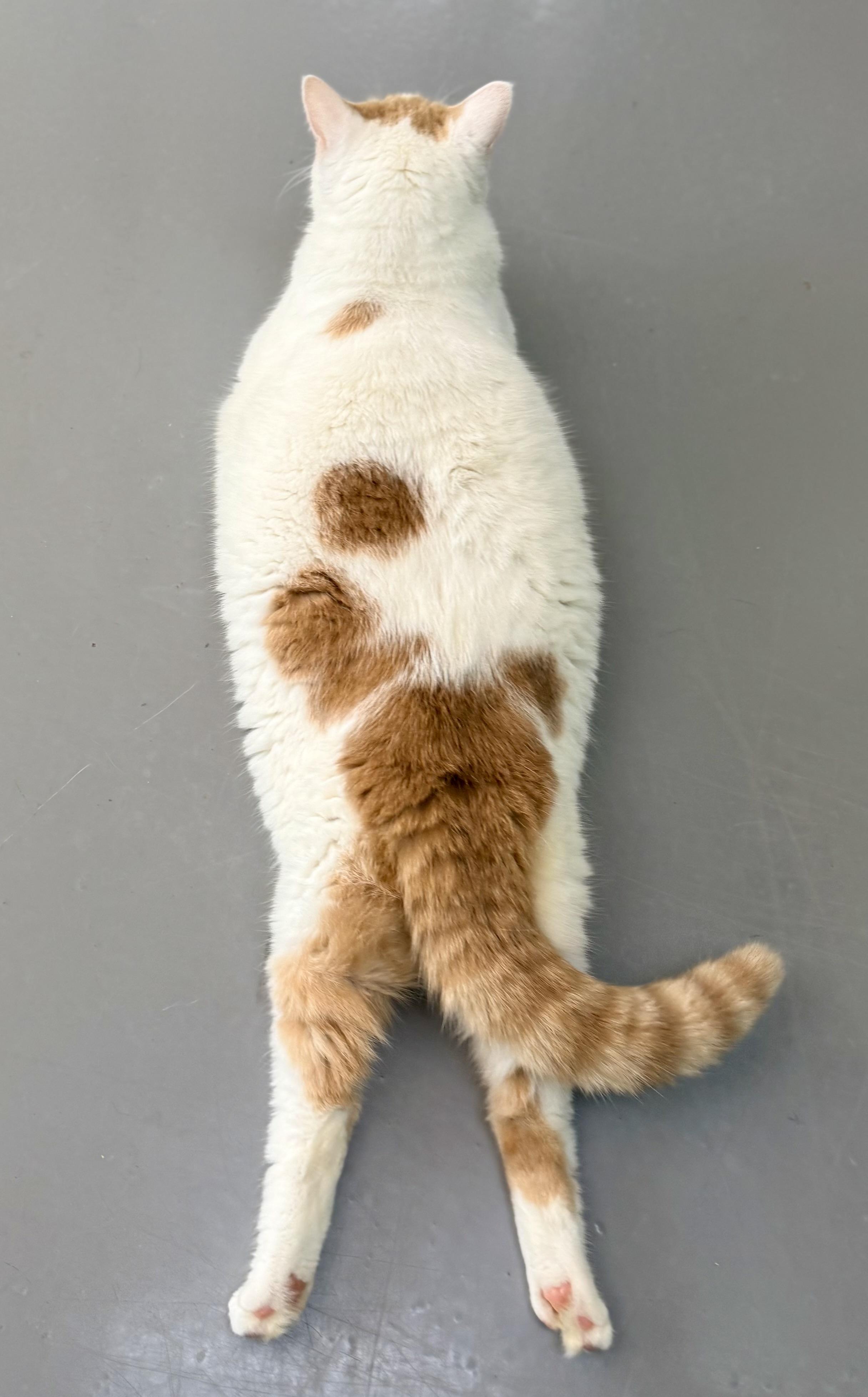 Enlarge Cinnabon, a ADOPTABLE mixed breed in Tavares, FL image 3/6