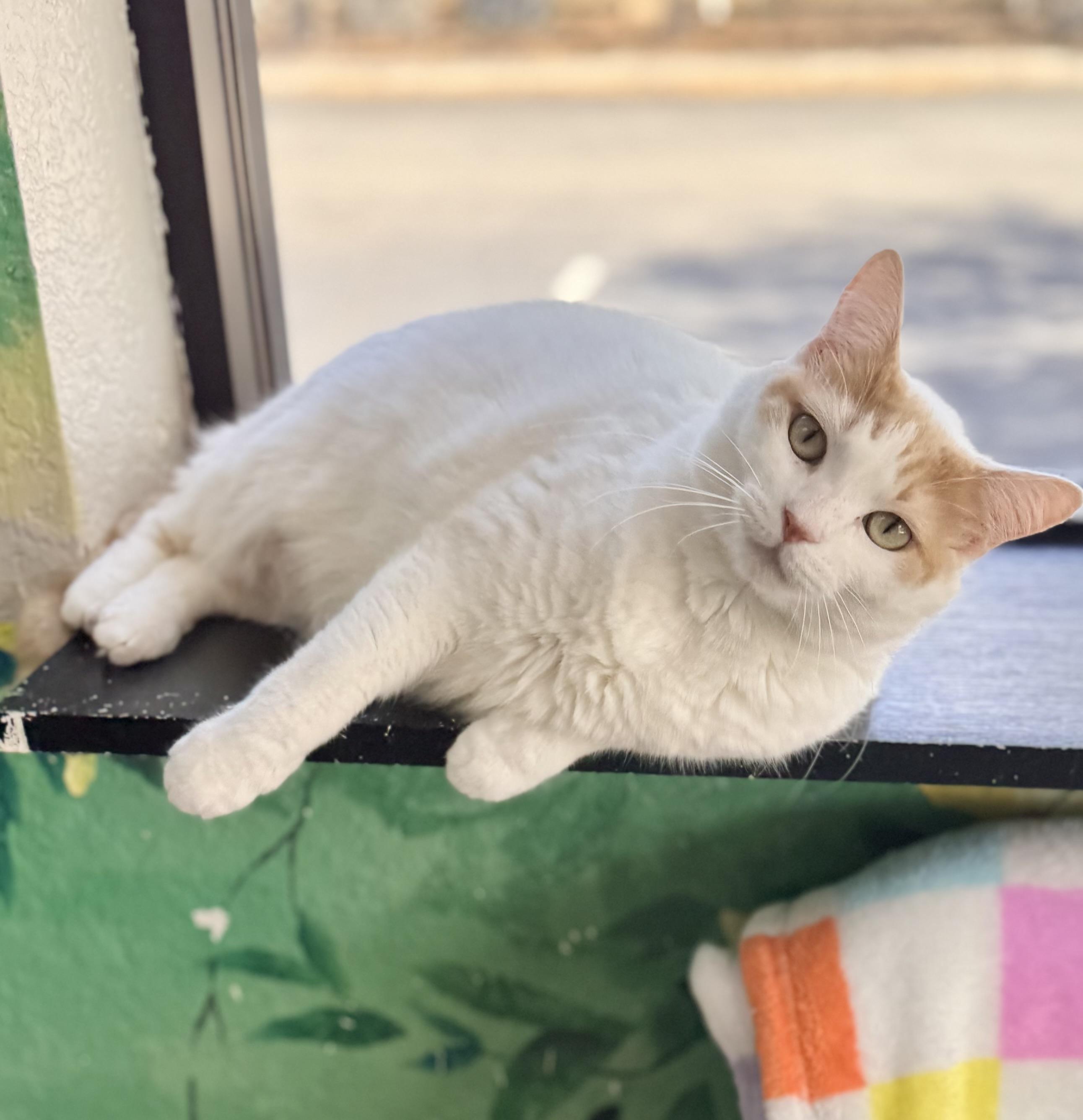 Cinnabon, ADOPTABLE, Adult Female Turkish Van & Domestic Short Hair.