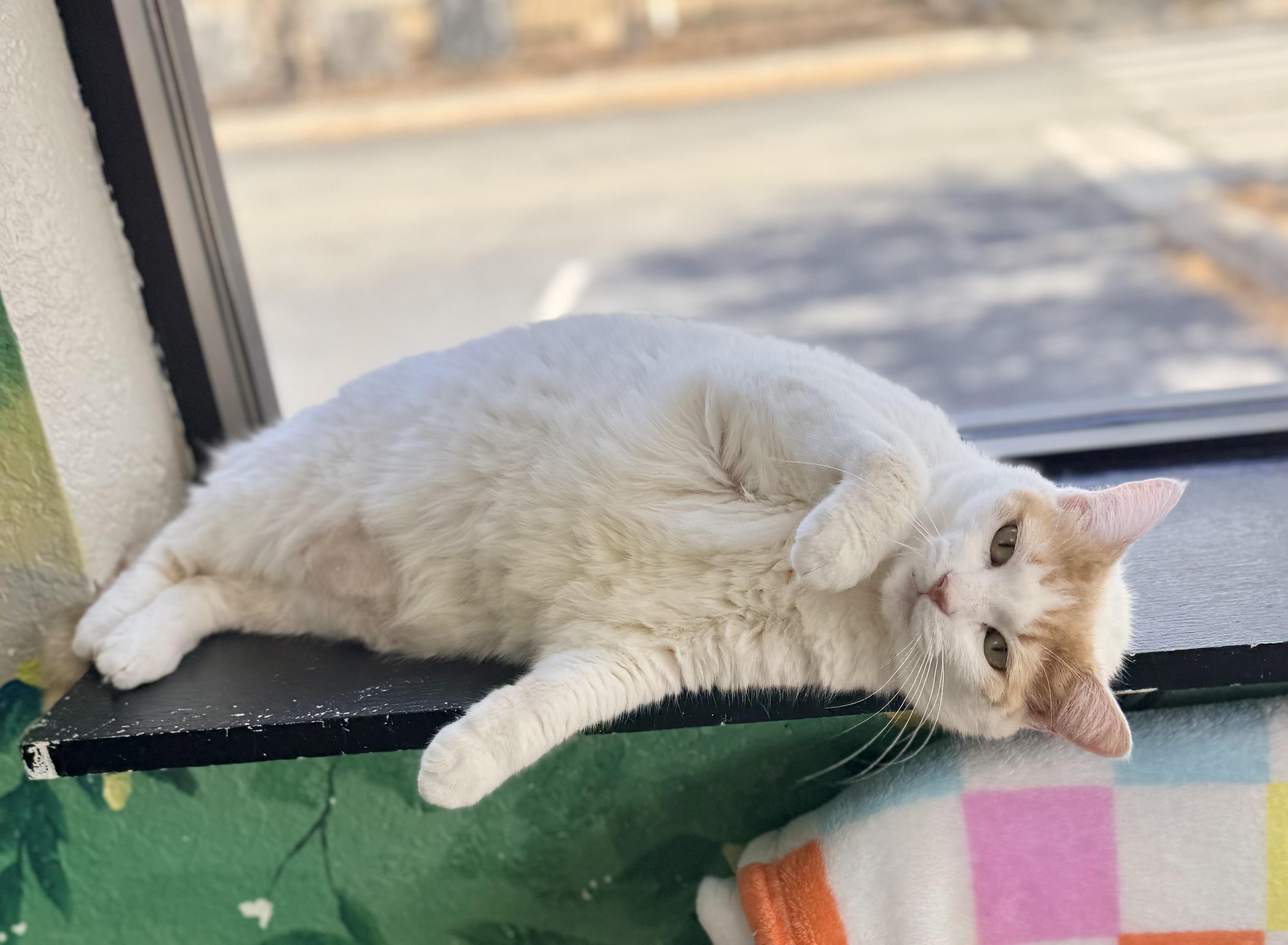 Enlarge Cinnabon, a ADOPTABLE mixed breed in Tavares, FL image 4/6