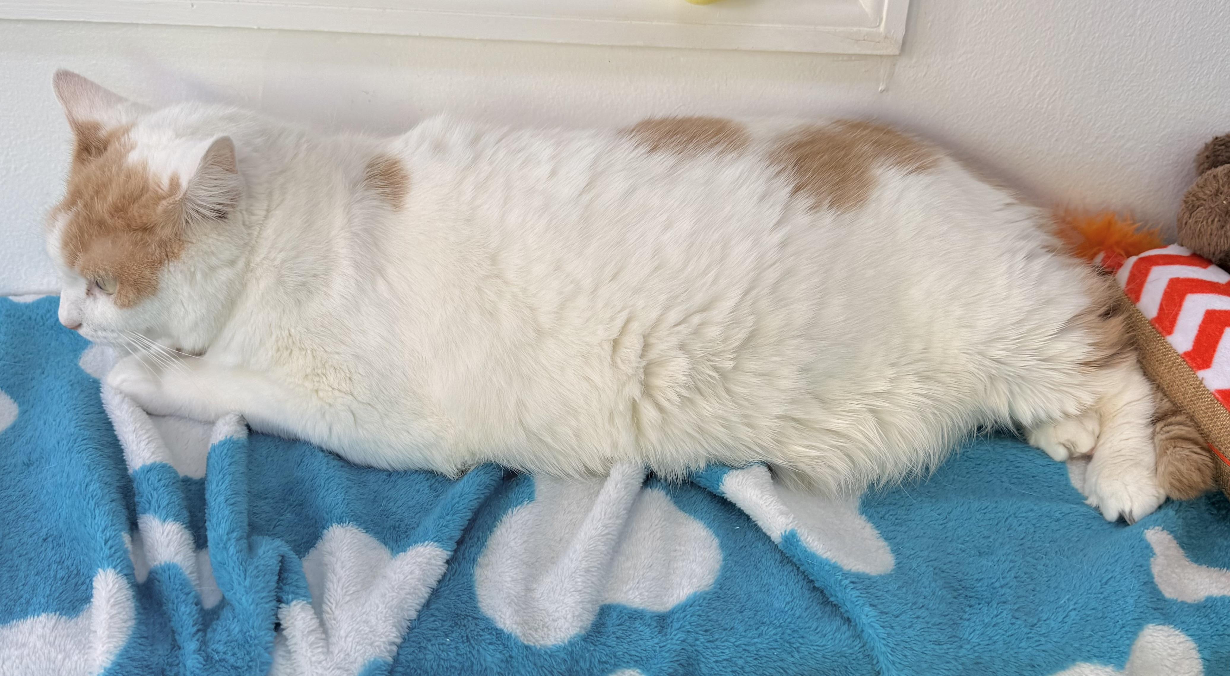 Cinnabon thumbnail 3