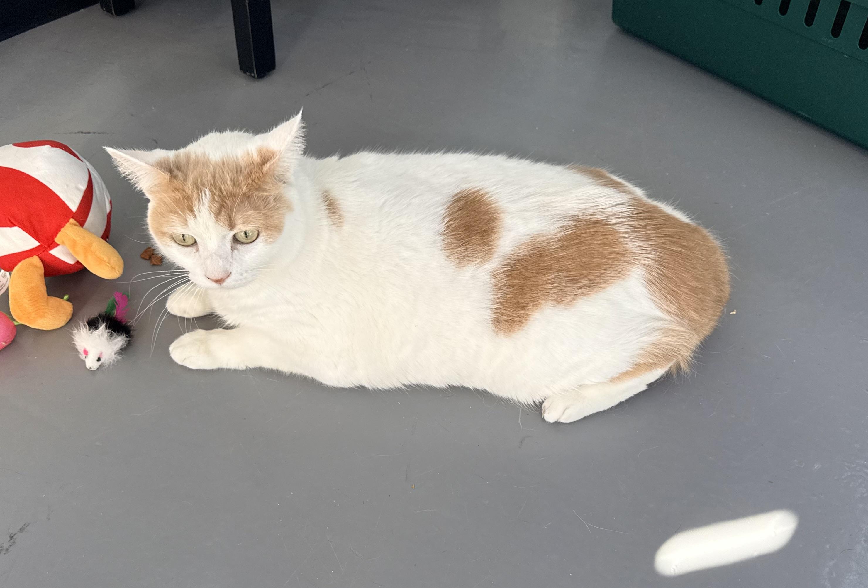 Enlarge Cinnabon, a ADOPTABLE mixed breed in Tavares, FL image 4/4