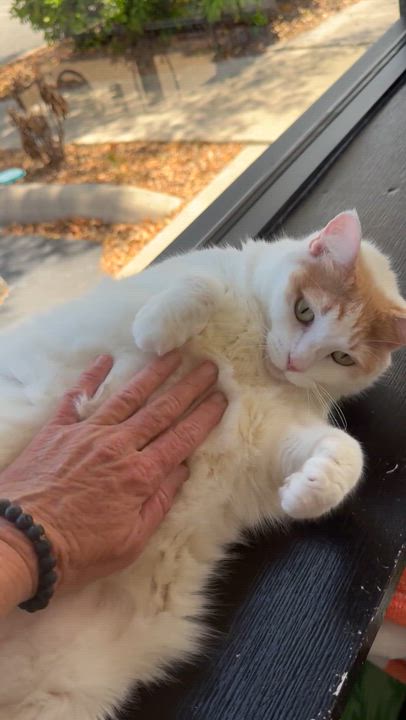 Enlarge Cinnabon, a ADOPTABLE mixed breed in Tavares, FL video 5/6