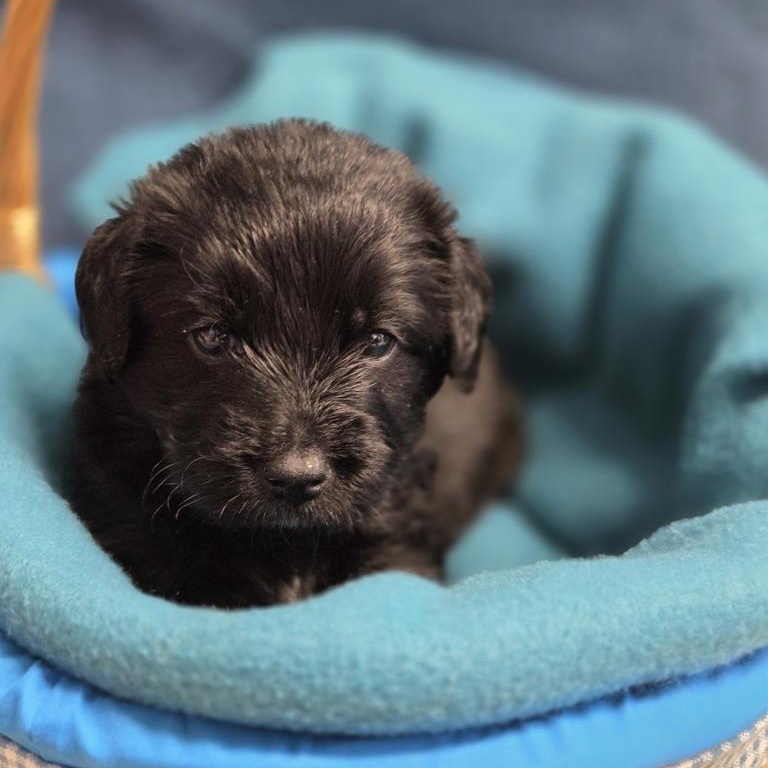 Mr. Tubz, adopted, Puppy Male Poodle & Husky.