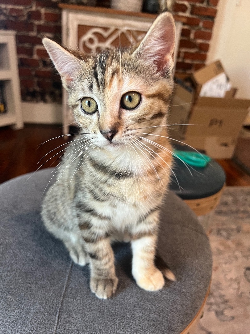 Enlarge Thistle, a Adopted American Shorthair in Los Angeles, CA image 1/10