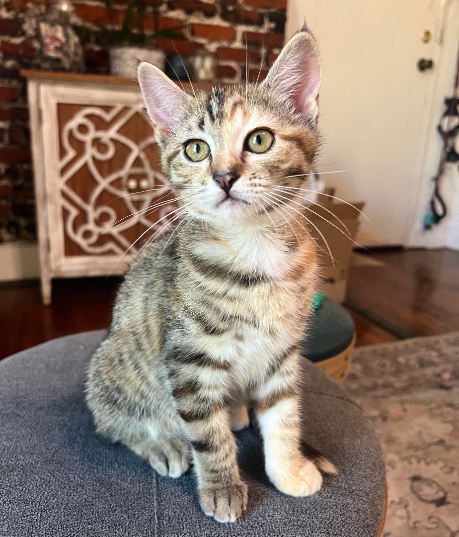 Enlarge Thistle, a Adopted American Shorthair in Los Angeles, CA image 2/10