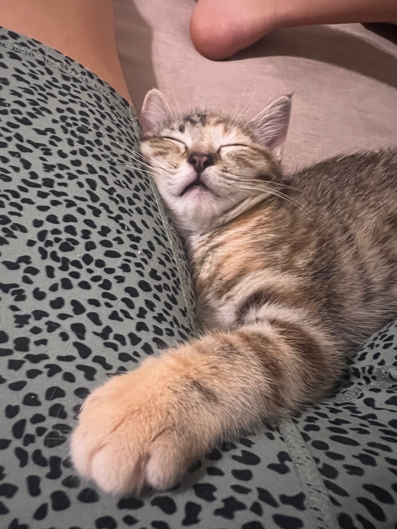 Enlarge Thistle, a Adopted American Shorthair in Los Angeles, CA image 3/10