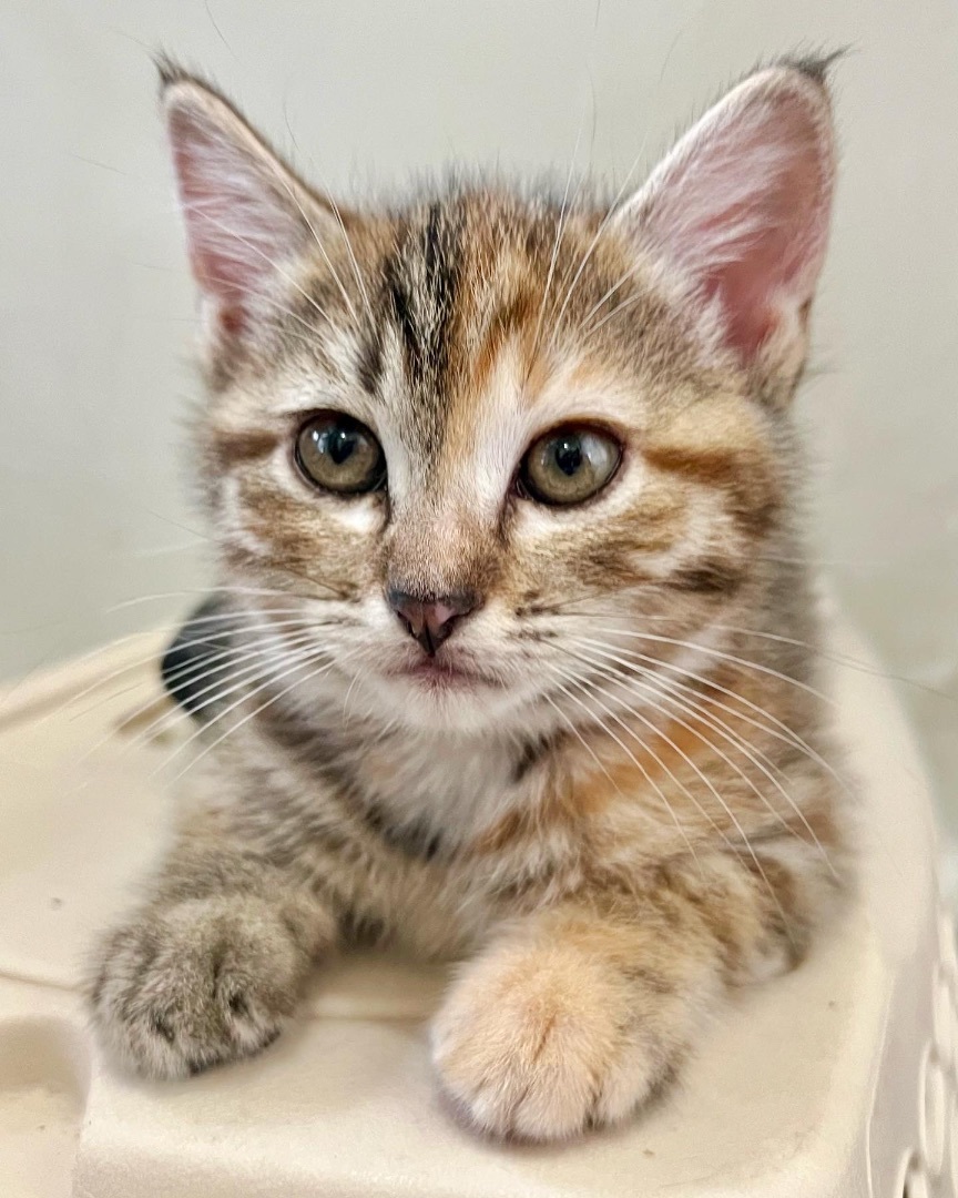 Enlarge Thistle, a Adopted American Shorthair in Los Angeles, CA image 4/10