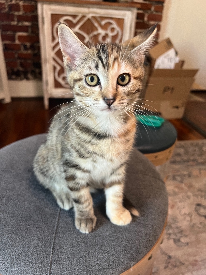 Enlarge Thistle, a Adopted American Shorthair in Los Angeles, CA image 5/10