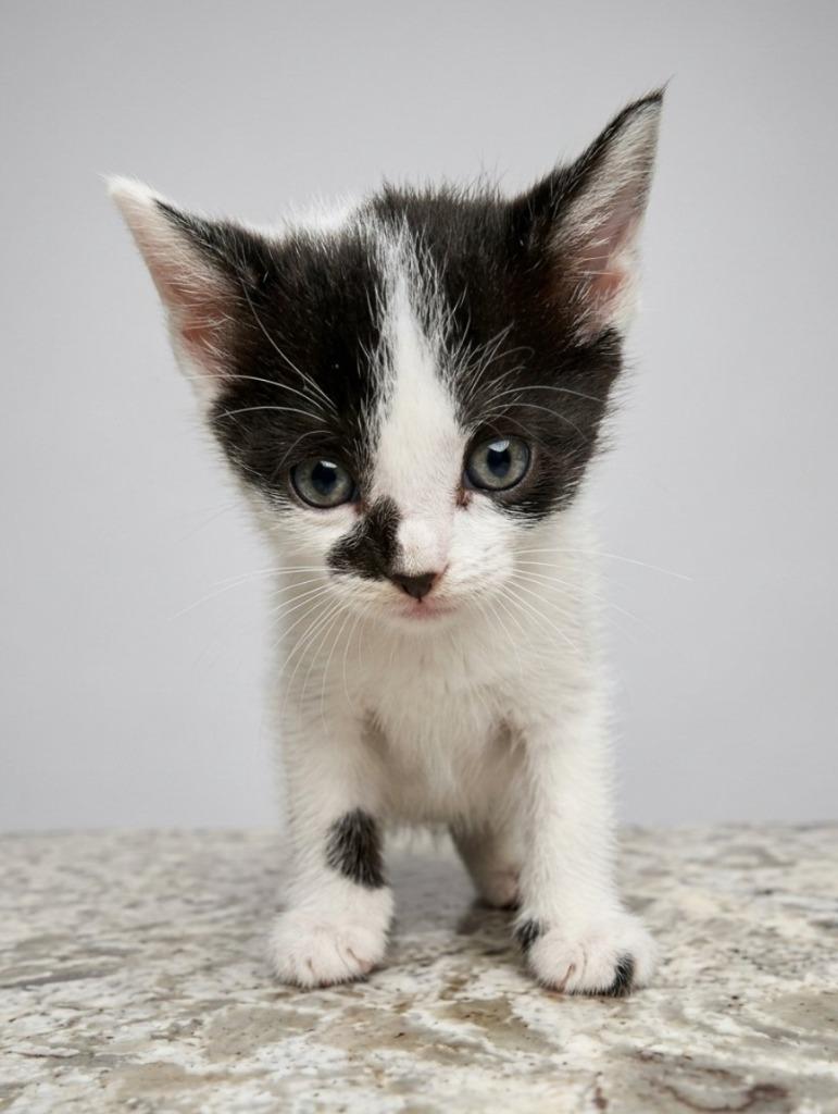 Cricket, Adoptable, Kitten Female Domestic Short Hair.
