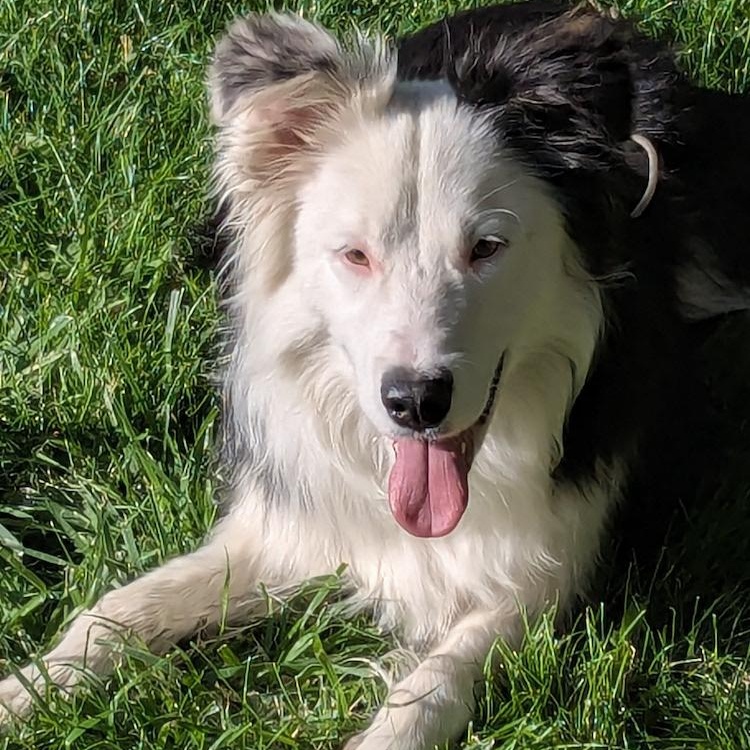 Quigley- COURTESY LISTING, a Adoptable mixed breed in Widefield, CO image 3/4