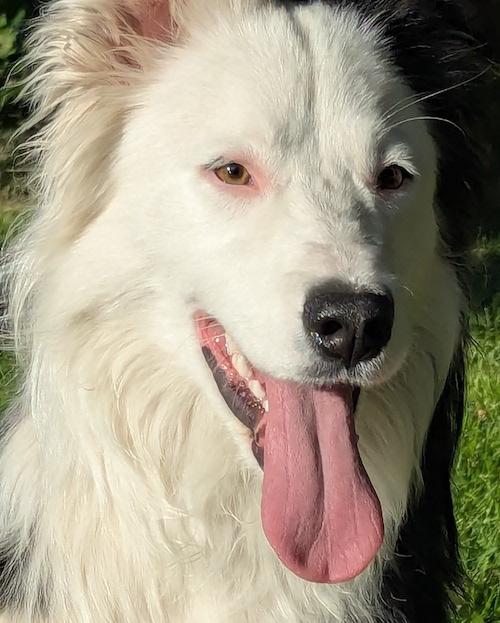 Quigley- COURTESY LISTING, Adoptable, Adult Male Border Collie & Australian Shepherd.