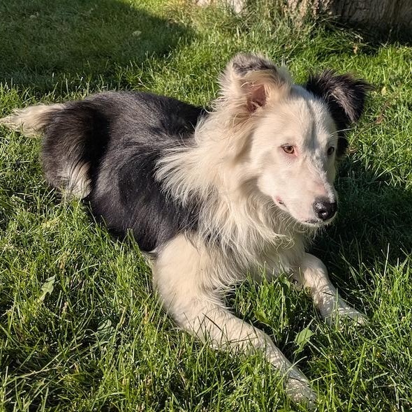 Quigley- COURTESY LISTING, a Adoptable mixed breed in Widefield, CO image 4/4