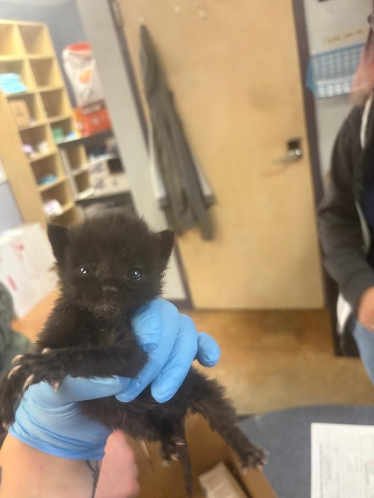Checkers, Adoptable, Kitten Male Domestic Short Hair.