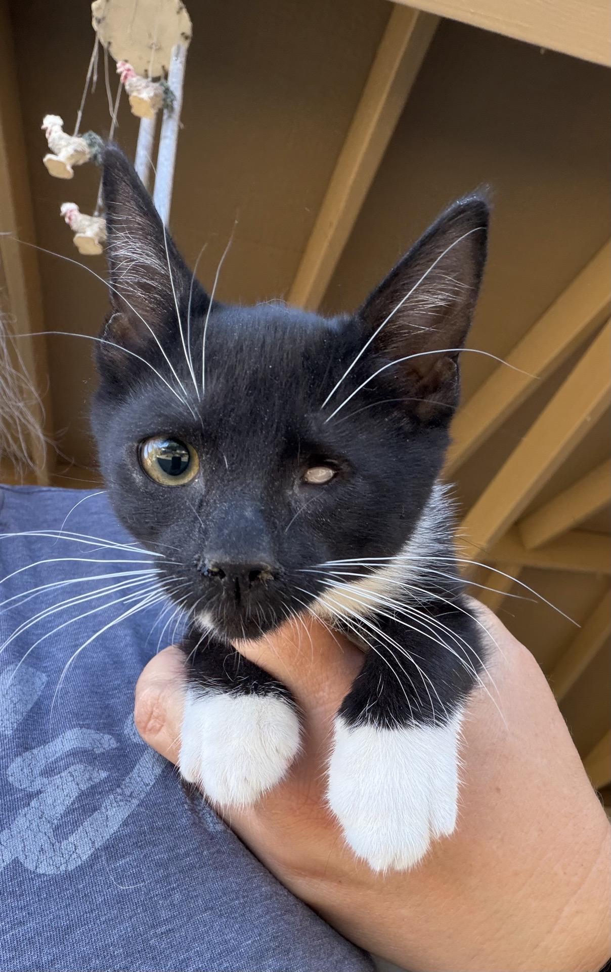 Shimmer, Adopted, Kitten Female Domestic Medium Hair.