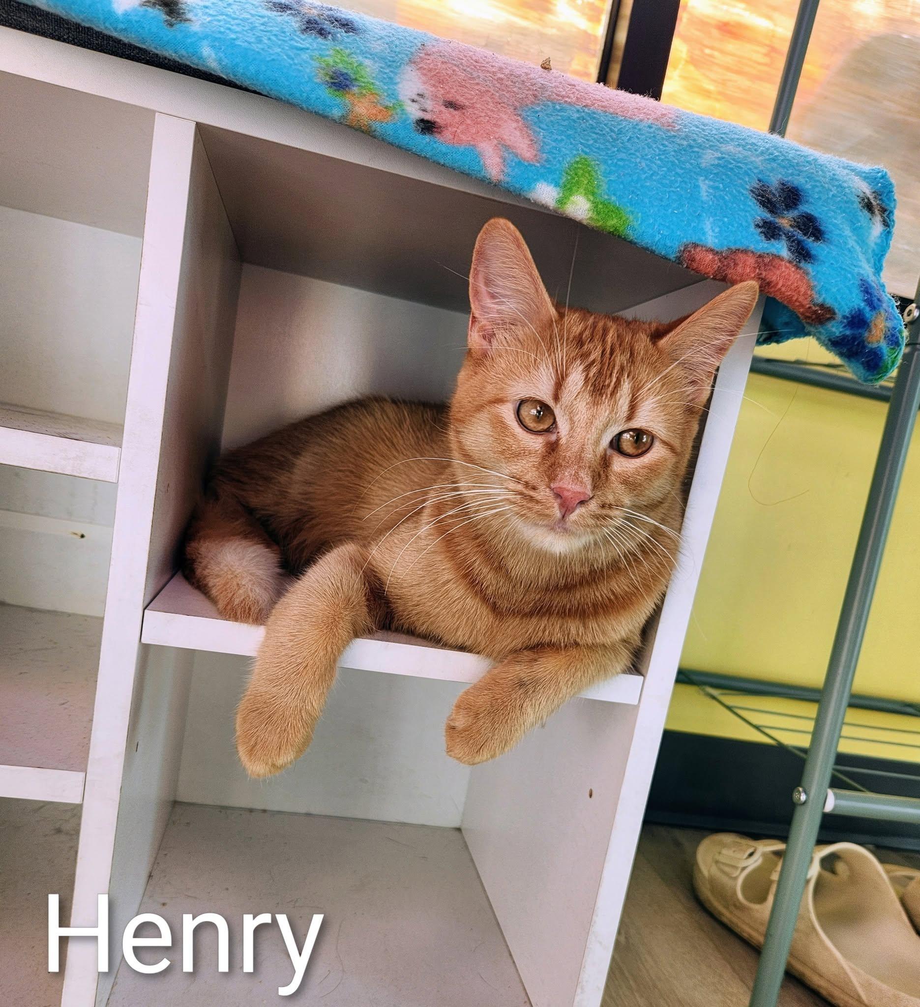 Henry