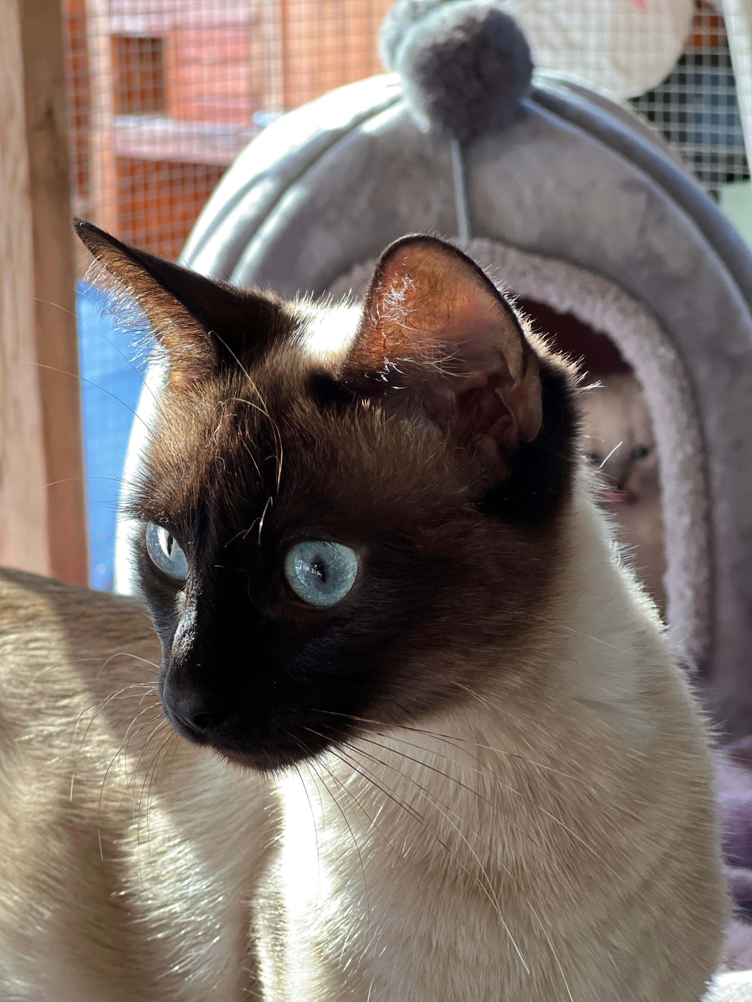 Chai (chatty / playful / confident) photo 3