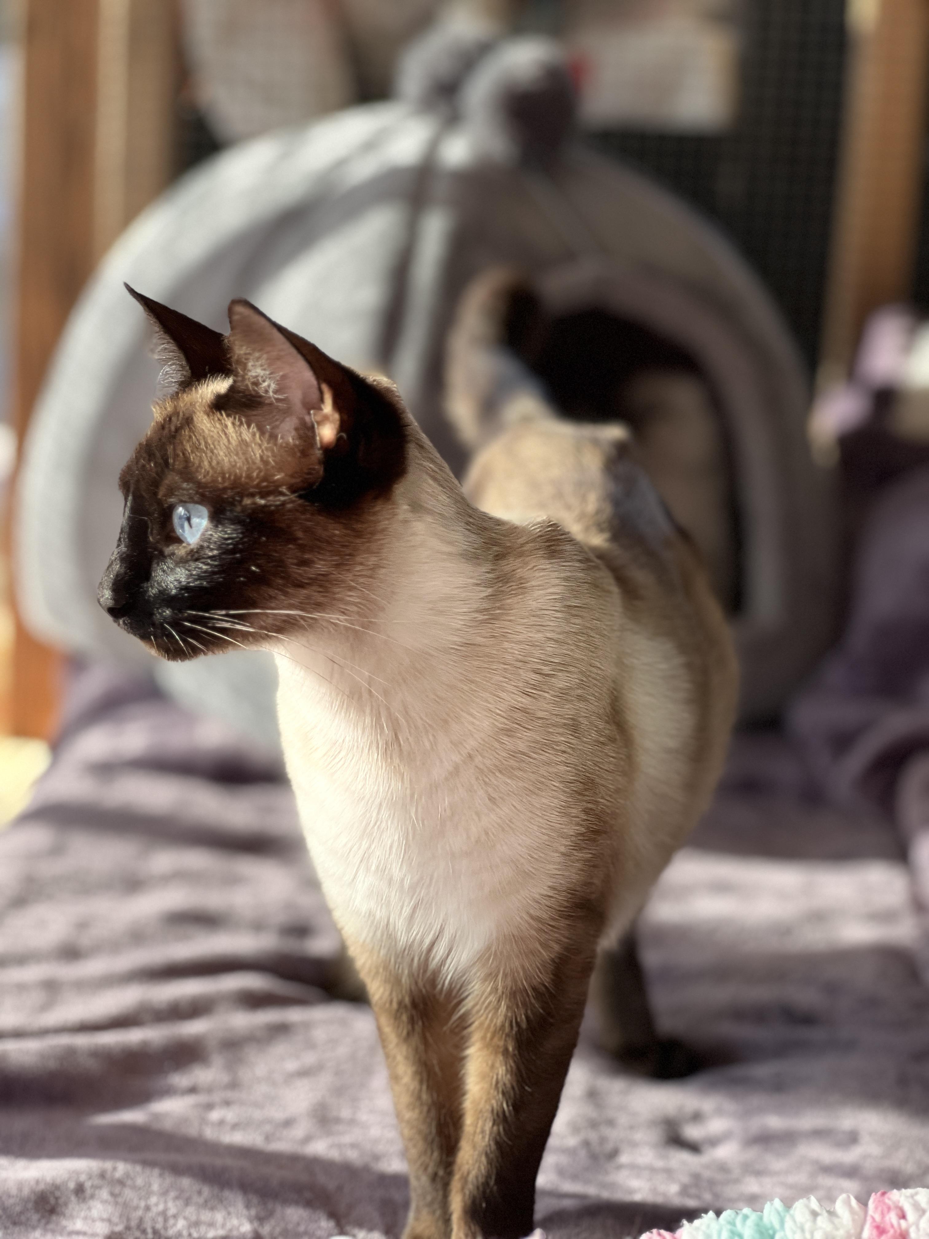 Chai (chatty / playful / confident) photo 2