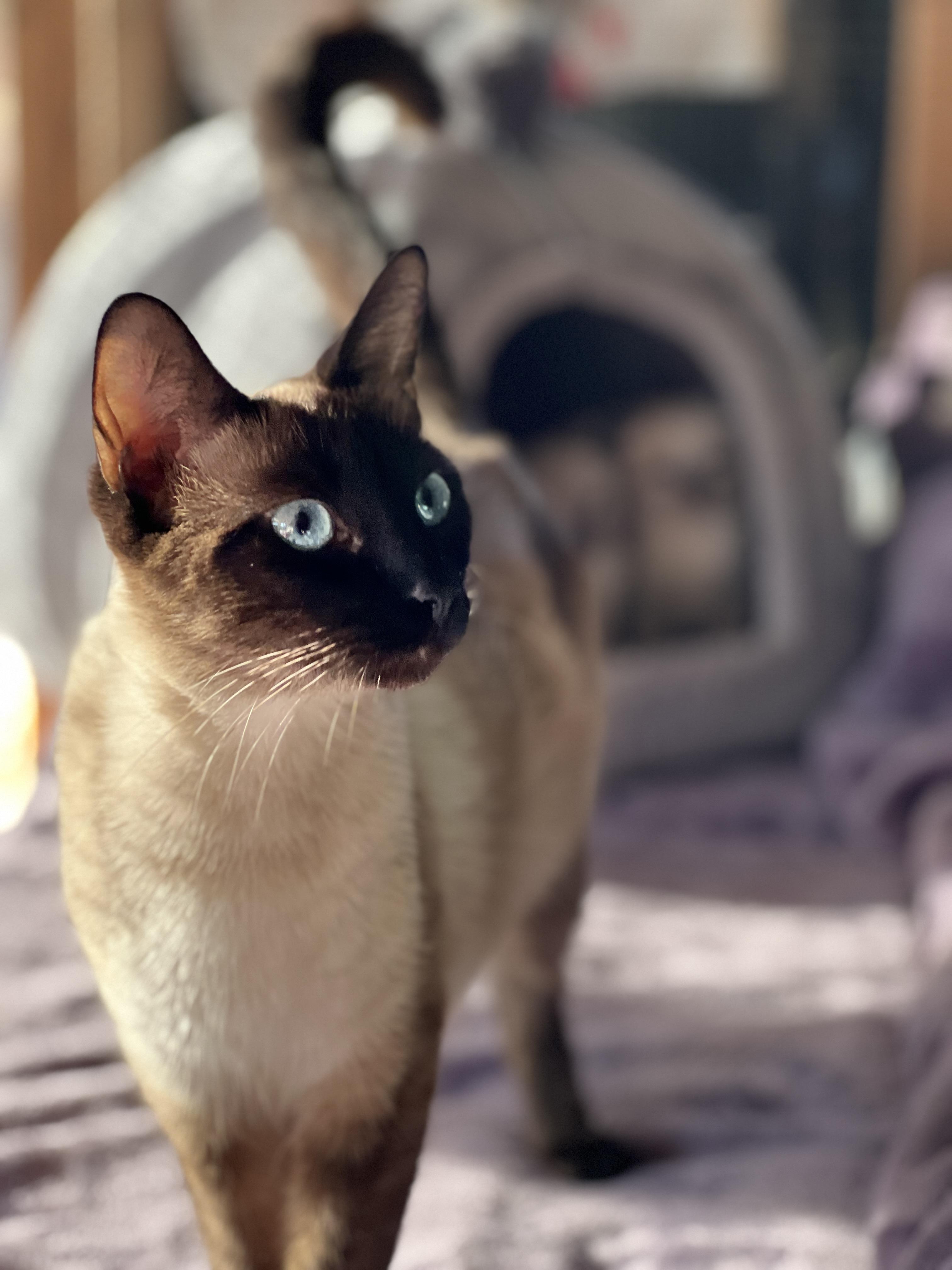 Chai (chatty / playful / confident), Adult Female unknown
