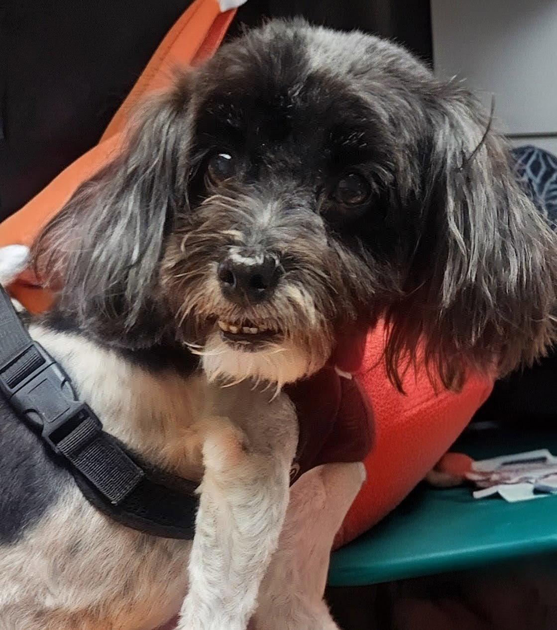 Zacky, Adopted, Adult Male Havanese.
