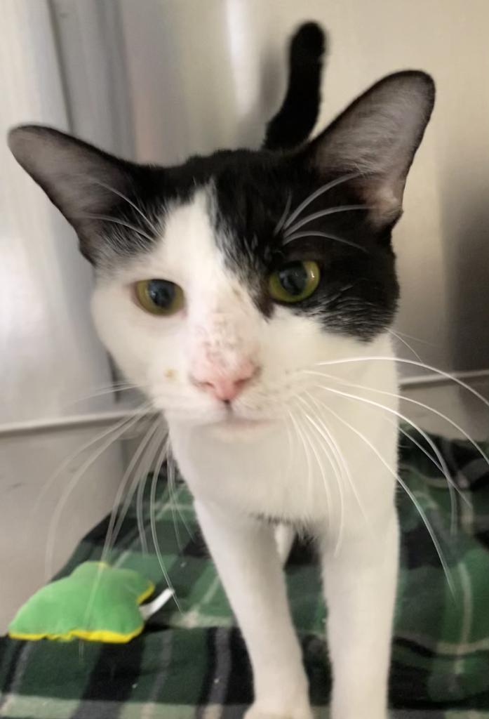 Enlarge Hurricane, a Adoptable mixed breed in Hot Springs, AR image 1/1